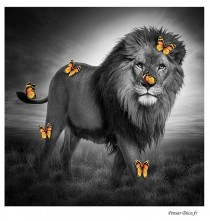 Tableau Lion, Papillons colorés, 50x50, Aluminium Dibond