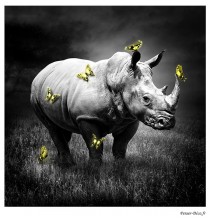 Tableau Rhinocéros, Papillons colorés, 70x70, Aluminium Dibond