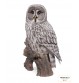 Chouette Lapone, Résine, H.52 cm